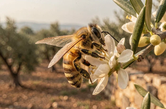 Abeille butinant les fleurs d'olivier et collectant le pollen dans un verger méditerranéen