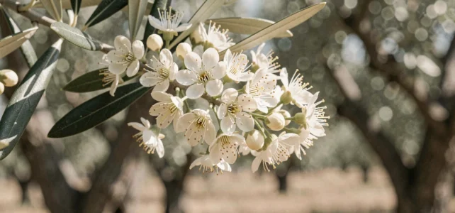 La floraison des fleurs d’olivier : un atout précieux pour les abeilles et la biodiversité